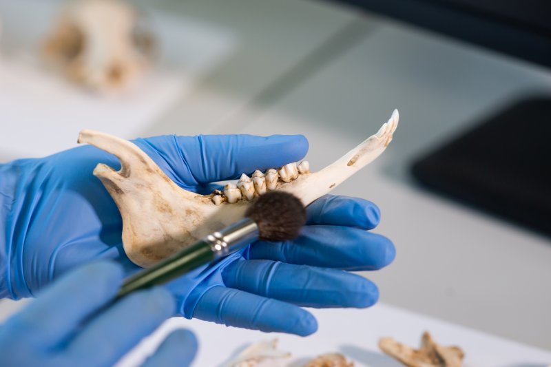 dental archeologist holding ancient teeth